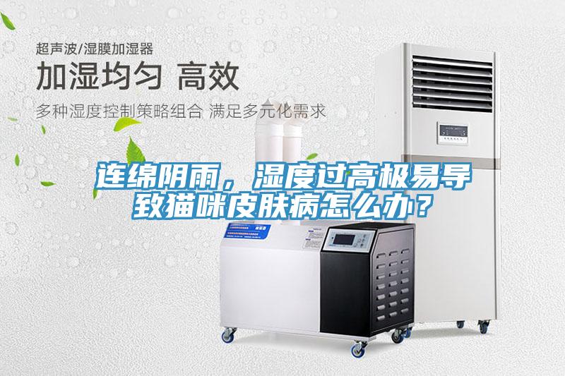 連綿陰雨，濕度過高極易導致貓咪皮膚病怎麽辦？