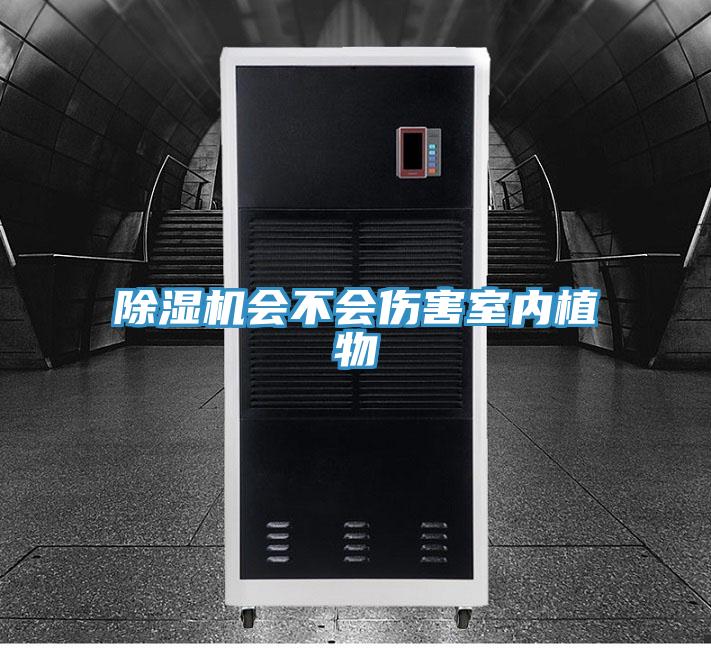 小黄片软件免费下载會不會傷害室內植物