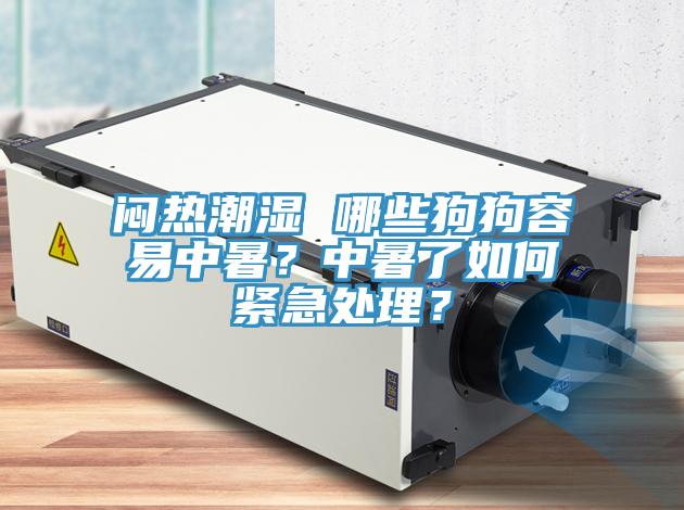 悶熱潮濕 哪些狗狗容易中暑？中暑了如何緊急處理？