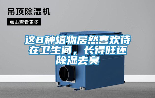 這8種植物居然喜歡待在衛生間，長得旺還除濕去臭